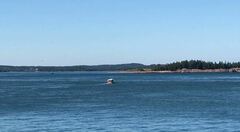 Balaenoptera acutorostrata