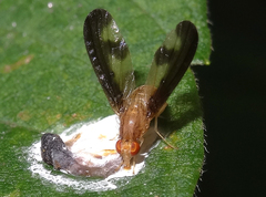Toxonevra superba