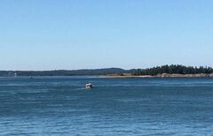 Balaenoptera acutorostrata