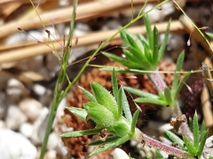 Leptosiphon melingii