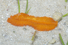 Phrikoceros baibaiye