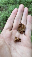 Hydnotrya