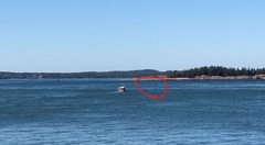 Balaenoptera acutorostrata