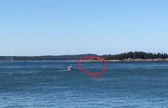 Balaenoptera acutorostrata