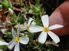 Leptosiphon melingii