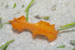 Phrikoceros baibaiye
