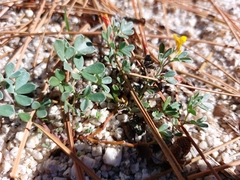 Acmispon decumbens