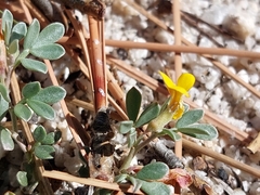 Acmispon decumbens