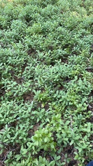 Hydnotrya