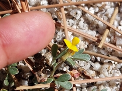 Acmispon decumbens