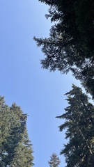 Hydnotrya