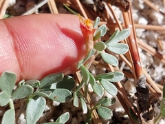 Acmispon decumbens