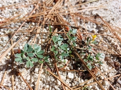 Acmispon decumbens