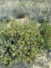 Leucadendron glaberrimum glaberrimum