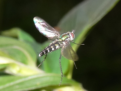 Plagioneurus univittatus