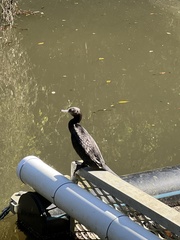 Phalacrocorax sulcirostris