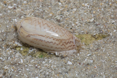 Oliva mustelina