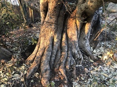 Ficus ingens image