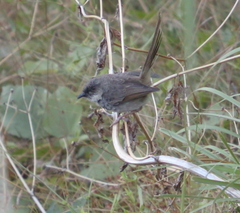 Prinia crinigera