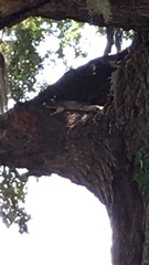 Sciurus niger shermani