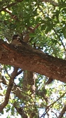 Sciurus niger shermani