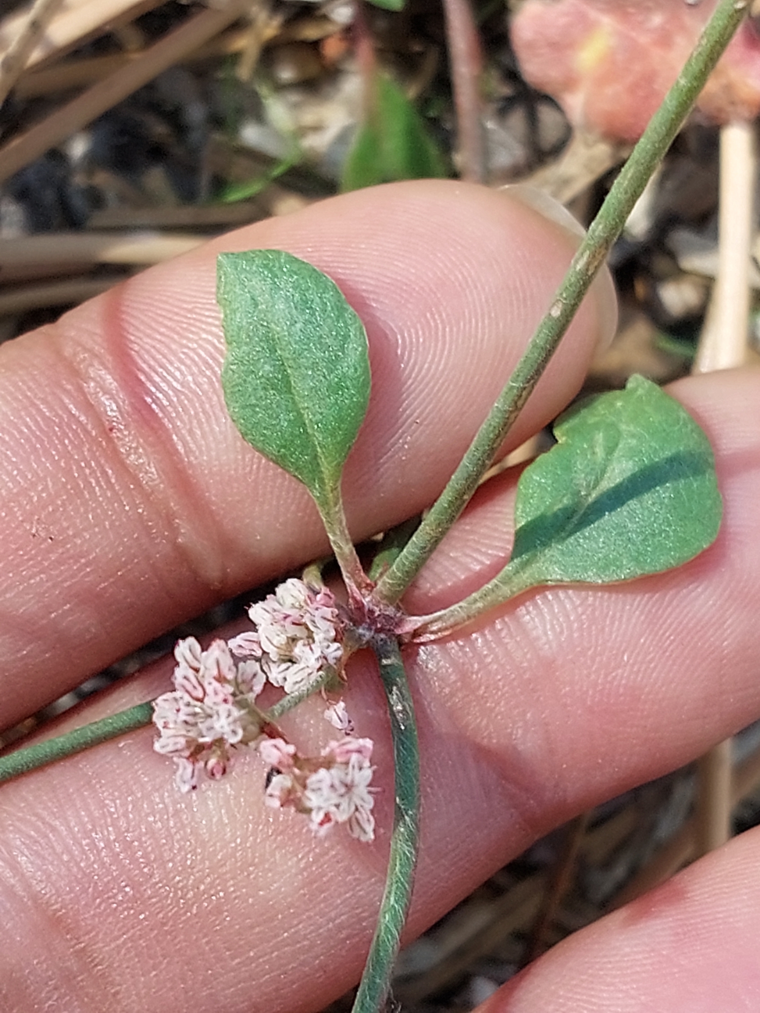 Eriogonum foliosum