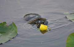 Pseudemys