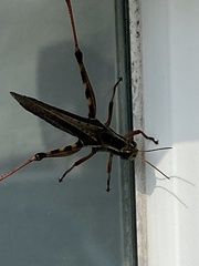 Melanoplus bivittatus