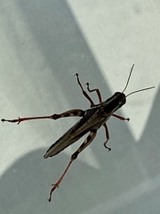 Melanoplus bivittatus