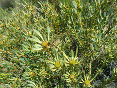 Leucadendron glaberrimum glaberrimum