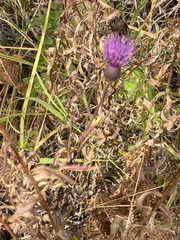Cirsium serratuloides