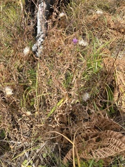 Cirsium serratuloides