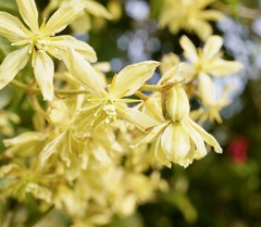 Clematis foetida