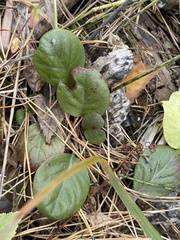 Pyrola asarifolia incarnata