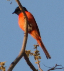 Pericrocotus ethologus