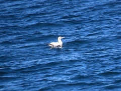 Morus serrator