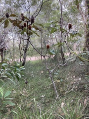 Banksia robur