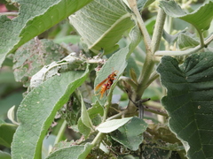 Polistes major