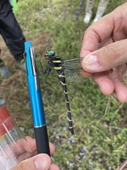 Anotogaster sieboldii