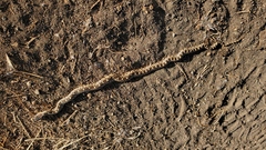 Pituophis catenifer catenifer