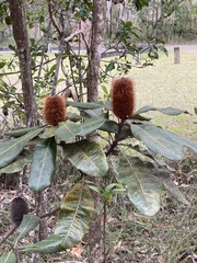 Banksia robur