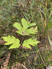 Heracleum dissectum