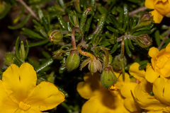Hibbertia hypericoides