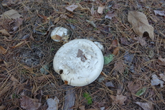 Catathelasma ventricosum