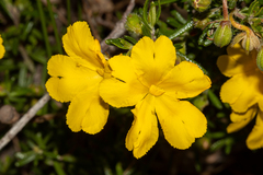 Hibbertia hypericoides