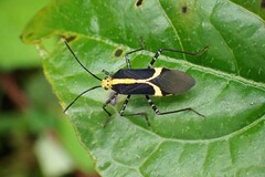 Hypselonotus linea