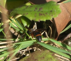 Pachodynerus erynnis