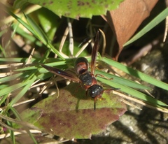 Pachodynerus erynnis