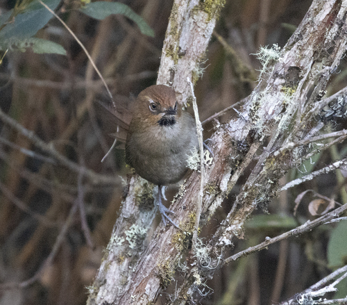 Black-throated Thistletail (Asthenes harterti), photo 8
