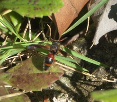 Pachodynerus erynnis
